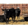 Image 2 : Duane & Austin Ashbacher - 7 Bred Heifers (Pen 402)