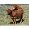 Image 5 : Lazy A Limousin - 625# October Delivery Steer Calves - 50 Head (Cando, SK)