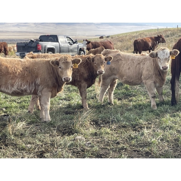 Einar & Judy & Logan & Emily Nelson - 595# October Delivery Heifer Calves - 100 Head (Maycroft, AB)
