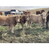 Image 1 : Einar & Judy & Logan & Emily Nelson - 595# October Delivery Heifer Calves - 100 Head (Maycroft, AB)