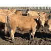 Image 15 : Williamson Farms - 922# April Delivery Heifers - 250 Head (Bow City, AB)