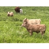 Image 5 : Westview Cattle Co. - 525# November Delivery Steer Calves - 90 Head (Consort, AB)