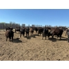 Image 3 : Chipping Hill Cattle Co. - 1000# June Delivery Steers - 60 Head (MacGregor, MB)