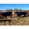 Image 7 : Stellar Farms - 700# November Steer Calves - 172 Head (Moosehorn, MB) VBP+