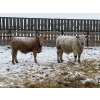 Image 5 : Westview Cattle Co. - 750# March Delivery Steers - 75 Head (Consort, AB)