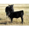 Image 6 : Douglass Cattle Co. - 540# Heifer Calves - 95 Head (Finnegan, AB)