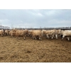 Image 14 : Greg Trewin - 1025# February Delivery Steers - 60 Head (Coulter, MB)