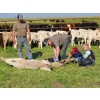 Image 9 : Hiebert Ranches - 620# October Delivery Steer Calves - 170 Head (Gem, AB)