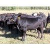 Image 8 : Taylor Enterprises Inc. - 875# October Delivery Grass Heifers - 100 Head (Wawota, SK)