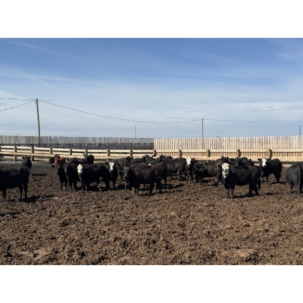 Poelman Farms - 850# August Delivery Heifers - 150 Head (Granum, AB)