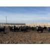 Image 1 : Poelman Farms - 850# August Delivery Heifers - 150 Head (Granum, AB)