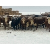 Image 7 : Merrick Campbell Herd Dispersal - 44 4 & 5 Year-Old Bred Cows (Calahoo, AB) VBP+
