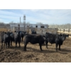 Image 9 : South Island Farms - 710# March/April Delivery Steers - 48 Head (Bow Island, AB)