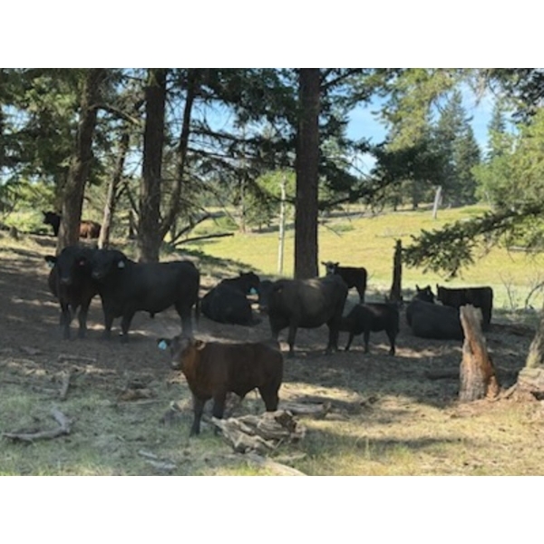 Willow Ranch/Keith & Shelley Ogilvie - 635# October Delivery Steer Calves - 90 Head (Kamloops, BC)