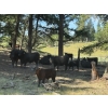 Image 1 : Willow Ranch/Keith & Shelley Ogilvie - 635# October Delivery Steer Calves - 90 Head (Kamloops, BC)
