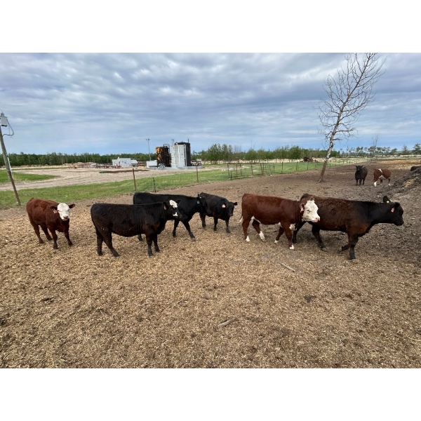 Westland Cattle Ltd. - 770# June Delivery Heifers - 25 Head (Leduc, AB)