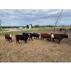 Image 1 : Westland Cattle Ltd. - 770# June Delivery Heifers - 25 Head (Leduc, AB)