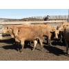 Image 10 : Williamson Farms - 1025# April Delivery Heifers - 291 Head (Bow City, AB)