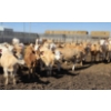 Image 7 : Amber Mountain Farms - 650# May Delivery Heifers - 57 Head (Vauxhall, AB)