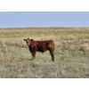 Image 5 : Logan Ranching - 685# November Delivery Steer Calves - 85 Head (Oyen, AB)