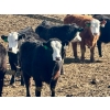 Image 5 : West Ridge Farms - 930# April Delivery Steers - 67 Head (Crossfield, AB)