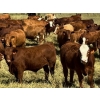 Image 2 : Sande Cattle Company - 740# October Delivery Steer Calves - 85 Head (Sundre, AB)