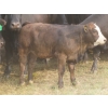 Image 2 : Storle Farms Ltd. - 630# October Delivery Steer Calves - 88 Head (Lake Alma, SK)