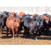 Image 8 : Dog River Ranch - 730# March/April Delivery Heifers - 43 Head (Corning, SK)