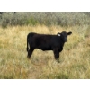 Image 6 : Circus Coulee Cattle (Robert & Jordy Hoff) - 510# November Heifer Calves - 95 Head (Dorothy, AB)