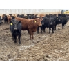 Image 4 : Lazy B Farm & Ranch - 740# March Delivery Steers - 62 Head (Linden, AB)