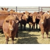 Image 2 : Darren Wagner - 22 Red Angus X Replacement Heifers (Lancer, SK)