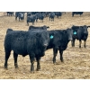 Image 6 : Stahlville Colony - 980# January Delivery Steers - 147 Head (Rockyford, AB)
