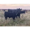 Image 4 : Darrell Goldsmith - 550# October Delivery Steer Calves - 75 Head (Hoosier, SK)