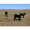 Image 7 : Birch Lake Ranch & W1 Ranching - 550# October Delivery Steer Calves - 100 Head (Medicine Hat, AB)