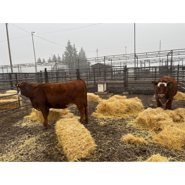 Ian Zeer - 2 Heifers (Pen 441)