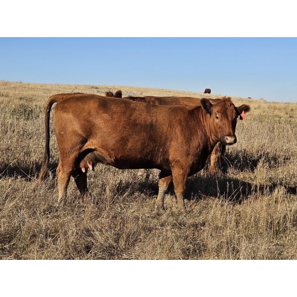 Osadczuk Cattle Co. (Brad & Elaine Osadczuk) - 250 Red Cows *HERD REDUCTION*