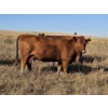 Image 1 : Osadczuk Cattle Co. (Brad & Elaine Osadczuk) - 250 Red Cows *HERD REDUCTION*