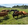 Image 3 : Devick’s Ranch - 525# October Delivery Steers - 112 Head (Heffley Creek, BC)