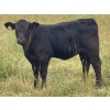 Image 2 : Hobman Livestock - 540# October Heifer Calves - 108 Head (Nokomis, SK)