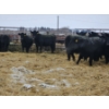 Image 2 : Brad & Kelly Deschamps - 2 Black Mature Cows (Pen 406)