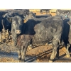 Image 3 : Habraken Farms Ltd. - 830# April Delivery Heifers - 64 Head (Scandia, AB)