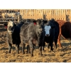 Image 3 : Justin Tateson - 950# February Delivery Steers - 65 Head (Scandia, AB)