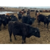 Image 3 : Tee Two Land & Cattle Co. - 630# April Delivery Heifers - 190 Head (Kelliher, SK) VBP+