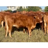 Image 15 : Valley View Ranch - 945# September Delivery Grass Heifers - 58 Head (Strathmore, AB)