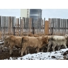 Image 8 : Lowe Ranches - 698# December Delivery Weaned Steers - 92 Head (Nanton, AB)