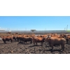Image 4 : Cattlewood Farms Ltd. - 670# July Delivery Heifers - 87 Head (Fincastle, AB)