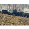 Image 7 : Pat Lawrence Contracting Ltd. - 870# January Delivery Weaned Steers - 65 Head (Keremeos, BC)