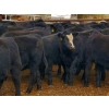 Image 3 : Saddle Ridge & S-S Ranch - 650# October Delivery Steer Calves - 180 Head (Strathmore, AB)