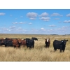 Image 5 : Spring Creek Colony - 890# September Delivery Grass Heifers - 120 Head (Central Butte, SK)
