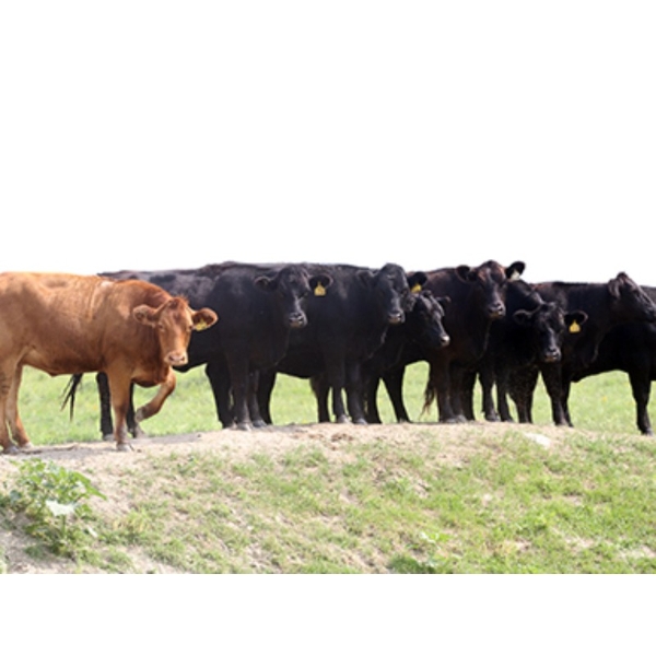 Right Cross Ranch - 1150# August Delivery Young Open Cows - 22 Head (Gapview, SK)
